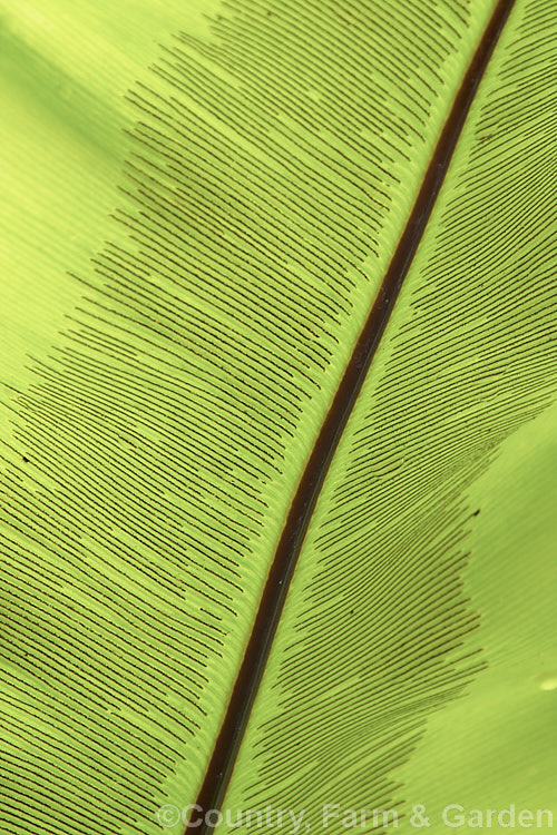 The narrow bands of spores on the undersides of a frond of a Bird's Nest. Fern (<i>Asplenium nidus</i>). Found throughout the Old. World tropics, this fern has undivided leathery fronds up to 15m long. The common name refers to the rosette-like growth habit that forms a central 'nest'. asplenium-2279htm'>Asplenium. <a href='aspleniaceae-plant-family-photoshtml'>Aspleniaceae</a>.