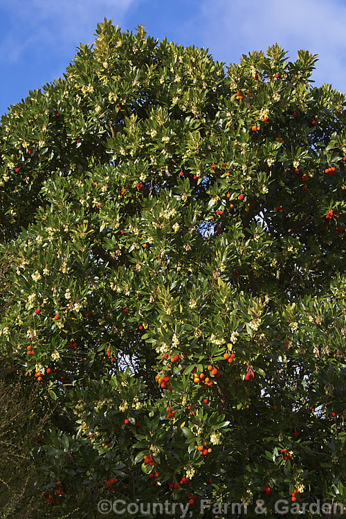 Strawberry Tree (<i>Arbutus unedo</i>), a large evergreen shrub or small tree found from Europe to western Asia. It has clusters of small, white, bell-shaped flowers followed by warty yellow fruits that redden when ripe. It is common for the tree to carry ripe fruit and flowers at the same time. The fruit is edible but unpalatable. Order: Ericales, Family: Ericaceae