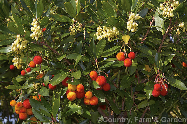 Strawberry Tree (<i>Arbutus unedo</i>), a large evergreen shrub or small tree found from Europe to western Asia. It has clusters of small, white, bell-shaped flowers followed by warty yellow fruits that redden when ripe. It is common for the tree to carry ripe fruit and flowers at the same time. The fruit is edible but unpalatable. Order: Ericales, Family: Ericaceae