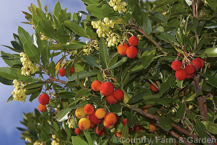 Strawberry Tree (<i>Arbutus unedo</i>), a large evergreen shrub or small tree found from Europe to western Asia. It has clusters of small, white, bell-shaped flowers followed by warty yellow fruits that redden when ripe. It is common for the tree to carry ripe fruit and flowers at the same time. The fruit is edible but unpalatable. Order: Ericales, Family: Ericaceae