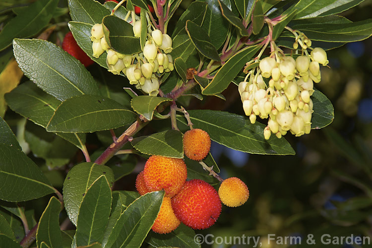 Strawberry Tree (<i>Arbutus unedo</i>), a large evergreen shrub or small tree found from Europe to western Asia. It has clusters of small, white, bell-shaped flowers followed by warty yellow fruits that redden when ripe. It is common for the tree to carry ripe fruit and flowers at the same time. The fruit is edible but unpalatable. Order: Ericales, Family: Ericaceae