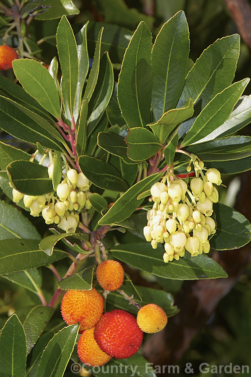 Strawberry Tree (<i>Arbutus unedo</i>), a large evergreen shrub or small tree found from Europe to western Asia. It has clusters of small, white, bell-shaped flowers followed by warty yellow fruits that redden when ripe. It is common for the tree to carry ripe fruit and flowers at the same time. The fruit is edible but unpalatable. Order: Ericales, Family: Ericaceae