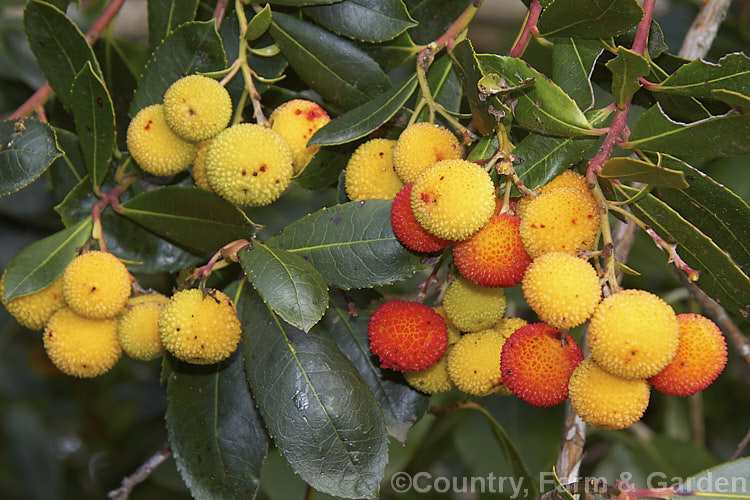 Strawberry Tree (<i>Arbutus unedo</i>), a large evergreen shrub or small tree found from Europe to western Asia. It has clusters of small, white, bell-shaped flowers followed by warty yellow fruits that redden when ripe. It is common for the tree to carry ripe fruit and flowers at the same time. The fruit is edible but unpalatable. Order: Ericales, Family: Ericaceae