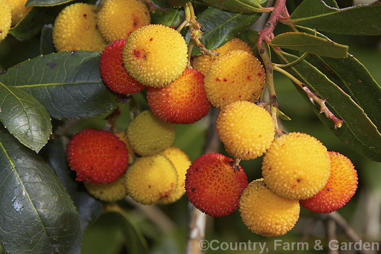 Strawberry Tree (<i>Arbutus unedo</i>), a large evergreen shrub or small tree found from Europe to western Asia. It has clusters of small, white, bell-shaped flowers followed by warty yellow fruits that redden when ripe. It is common for the tree to carry ripe fruit and flowers at the same time. The fruit is edible but unpalatable. Order: Ericales, Family: Ericaceae