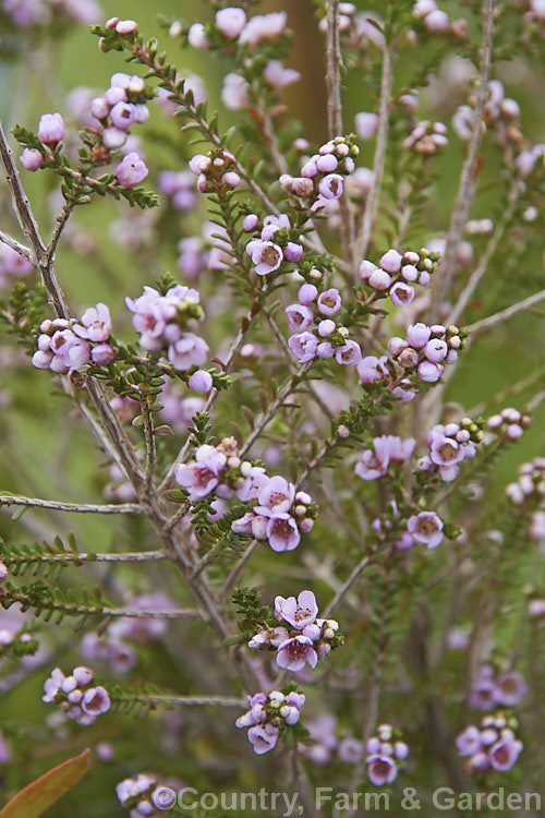 Thryptomene denticulata, an evergreen, wiry-stemmed shrub native to Western Australia, from around Geraldton to just north of Perth. It grows to around 15m tall and flowers from autumn into winter. thryptomene-2918htm'>Thryptomene. .