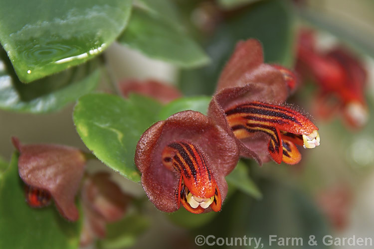 <i>Aeschynanthus tricolor</i>, a sprawling evergreen subshrub native to Borneo. Its stems may be climbing or pendent and in cultivation it is usually treated as a hanging basket plant. The attractively marked clusters of dark red flowers appear through much of the year. Order: Lamiales, Family: Gesneriaceae