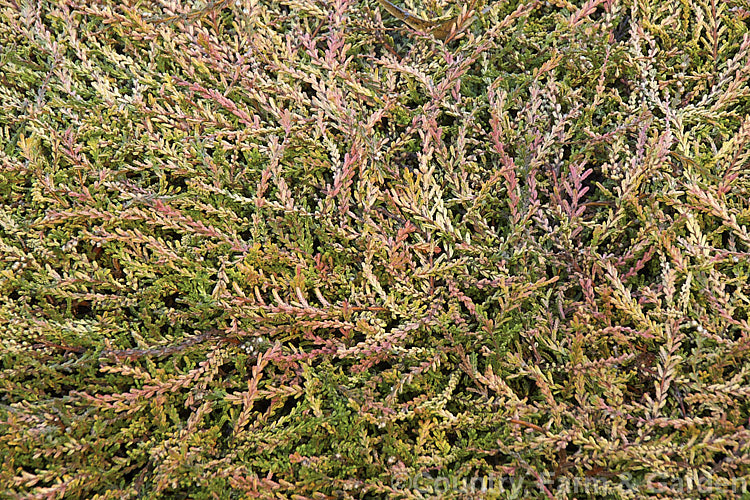 The winter foliage of Calluna vulgaris 'Gold Kup', a very distinctive heather cultivar with olive and gold summer foliage that takes on golden orange and pink tones in winter. The branches form flat sprays of foliage that hug the ground, mounding somewhat at the centre of the plant. Its small lavender flowers open from late summer. calluna-2108htm'>Calluna. Order: Ericales, Family: Ericaceae