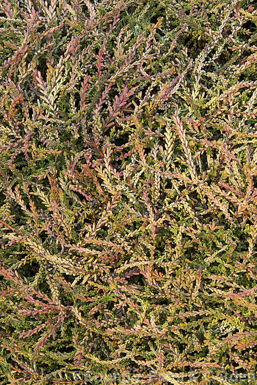 The winter foliage of Calluna vulgaris 'Gold Kup', a very distinctive heather cultivar with olive and gold summer foliage that takes on golden orange and pink tones in winter. The branches form flat sprays of foliage that hug the ground, mounding somewhat at the centre of the plant. Its small lavender flowers open from late summer. calluna-2108htm'>Calluna. Order: Ericales, Family: Ericaceae