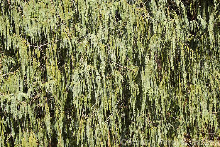 Foliage of the Kashmir Cypress (<i>Cupressus himalaica var. darjeelingensis [syn. Cupressus cashmeriana]), an Indian conifer that grows to as much as 45m tall. The foliage colour and weeping branches are distinctive. Order: Pinales, Family: Cupressaceae