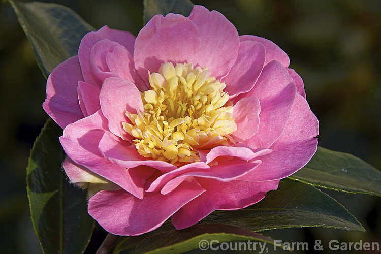 <i>Camellia</i> 'Hishi Karaito' (syns 'Emily Brown', 'Lacy Pink', 'Thread of Diamond'), a <i>Camellia japonica</i> cultivar that is reputed to have a long history but which can only be traced with certainty to a 1934 find in a Japanese nursery. It has a compact but rather upright habit and blooms over a long season, starting quite early. The petaloid centre is variable, depending on the climate, light levels and time of flowering. Order: Ericales, Family: Theaceae