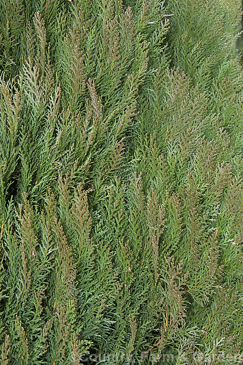 The bronze-tinted winter foliage of Platycladus orientalis (syn. Thuja orientalis</i>) 'Blackman's Blue', a very slow-growing, densely foliaged, upright cultivar that is eventually around 3m tall Its deep green foliage has blue tint in summer and develops bronze tones in winter. platycladus-3223htm'>Platycladus. Order: Pinales, Family: Cupressaceae