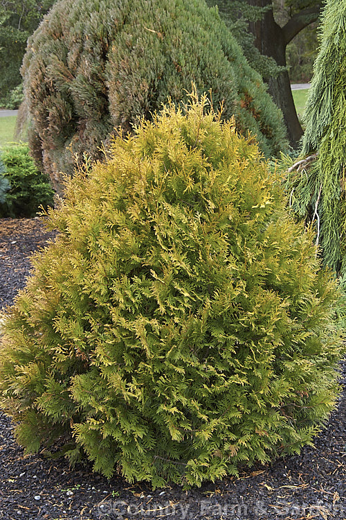 Thuja occidentalis 'Rheingold' in winter. This compact golden-foliaged cultivar of an eastern North American coniferous tree remains neat and compact for many years but ultimately grows to around 3m tall. The summer foliage is yellow green and deepens to gold in winter. Order: Pinales, Family: Cupressaceae