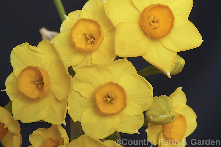 Narcissus tazetta subsp. aureus, a subspecies of the Bunch-flowered Narcissus or Polyanthus. Narcissus in which the perianth segments are yellow instead of the usual cream and the corona is deep gold to orange rather than the yellow of the basic species. Subspecies aureus occur from southern France through. Italy and Sardinia to Algeria and is very early-flowering. Order: Asparagales, Family: Amaryllidaceae