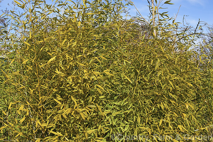 Hedge. Bamboo (<i>Bambusa multiplex</i>), an evergreen bamboo native to southern China. It has fairly narrow stems, grows 3-10m tall and can be used as a hedge or screen. Hedge. Bamboo occurs in a wide range of cultivars displaying various stem and foliage colours and varying sizes. It is one of the 15-odd bamboo species favoured as a food source by giant pandas. bambusa-2593htm'>Bambusa. .