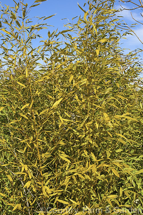 Hedge. Bamboo (<i>Bambusa multiplex</i>), an evergreen bamboo native to southern China. It has fairly narrow stems, grows 3-10m tall and can be used as a hedge or screen. Hedge. Bamboo occurs in a wide range of cultivars displaying various stem and foliage colours and varying sizes. It is one of the 15-odd bamboo species favoured as a food source by giant pandas. bambusa-2593htm'>Bambusa. .