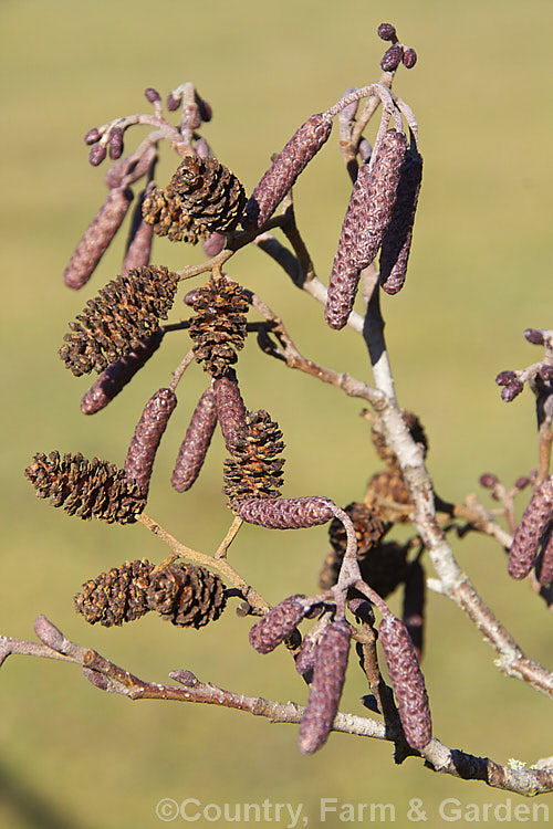 Previous season's seedheads and unopened new season's flower catkins of the Common Alder (<i>Alnus glutinosa</i>), a very hardy moisture-loving deciduous tree native to Eurasia and North Africa. alnus-2121htm'>Alnus. <a href='betulaceae-plant-family-photoshtml'>Betulaceae</a>.