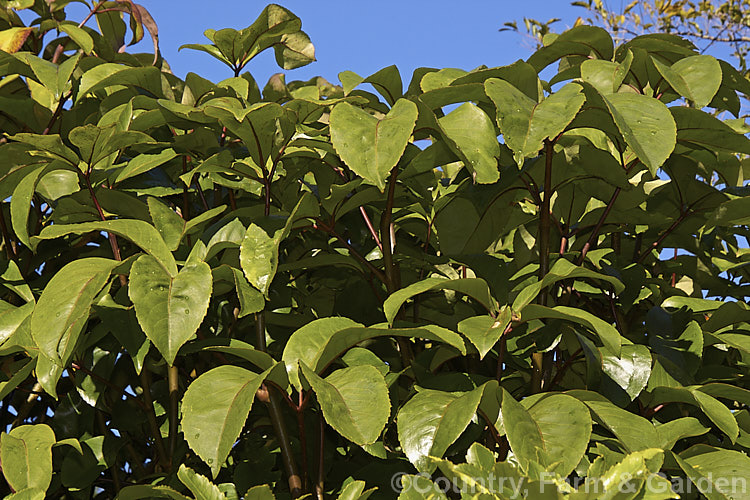 The foliage of Pseudopanax laetus (syn. Neopanax laetum</i>), a large evergreen shrub or small tree native to New Zealand, which is widely cultivated for its lush palmate foliage that is often purple-red-tinted, as are the stems. pseudopanax-2147htm'>Pseudopanax. Order: Apiales, Family: Araliaceae