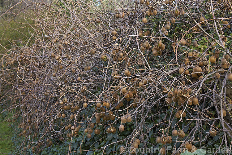 Kiwifruit (<i>Actinidia delisiosa</i>), a deciduous spring- to early summer-flowering vine native to China. Originally known in the west as Chinese Gooseberry, the name. Kiwifruit was popularised by New Zealand marketers when that country began commercial production of the distinctive green-fleshed, hairy brown fruit. The kiwifruit plant is an extremely vigorous plant that can cover a large area. Order: Ericales, Family: Actinidiaceae