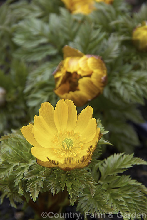 <i>Adonis amurensis</i>, a small, hardy, winter- to early spring-flowering perennial native to northeastern China, Japan and Korea. A relative of the buttercups, as shown by the flowers, it grows to around 15cm tall and the first flowers can appear before the ferny foliage emerges. Order: Ranunculales, Family: Ranunculaceae