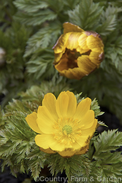 <i>Adonis amurensis</i>, a small, hardy, winter- to early spring-flowering perennial native to northeastern China, Japan and Korea. A relative of the buttercups, as shown by the flowers, it grows to around 15cm tall and the first flowers can appear before the ferny foliage emerges. Order: Ranunculales, Family: Ranunculaceae