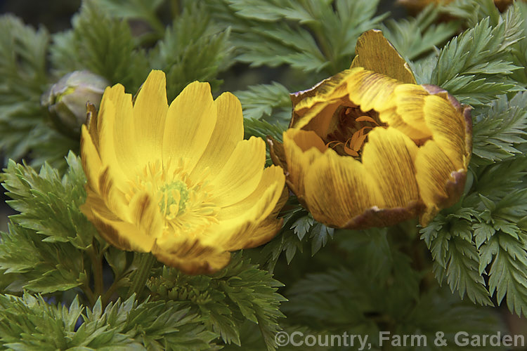 <i>Adonis amurensis</i>, a small, hardy, winter- to early spring-flowering perennial native to northeastern China, Japan and Korea. A relative of the buttercups, as shown by the flowers, it grows to around 15cm tall and the first flowers can appear before the ferny foliage emerges. Order: Ranunculales, Family: Ranunculaceae