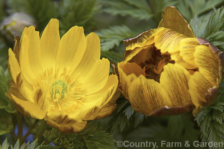 <i>Adonis amurensis</i>, a small, hardy, winter- to early spring-flowering perennial native to northeastern China, Japan and Korea. A relative of the buttercups, as shown by the flowers, it grows to around 15cm tall and the first flowers can appear before the ferny foliage emerges. Order: Ranunculales, Family: Ranunculaceae