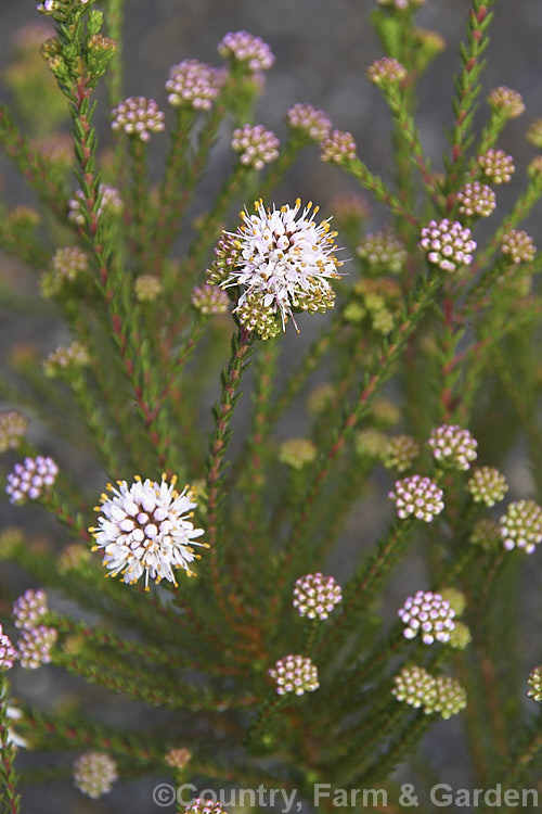 <i>Agathosma ciliaris</i>, a small-leaved, wiry-stemmed, winter- to spring-flowering evergreen shrub native to South Africa. It grows to around 1m high and wide, and the flowers, which are very small but densely clustered in rounded heads, are white to pale pink. Order: Sapindales, Family: Rutaceae