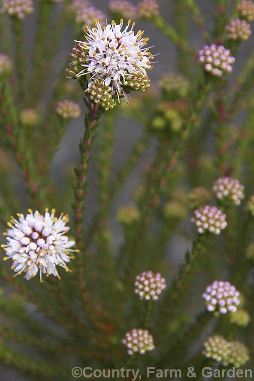 <i>Agathosma ciliaris</i>, a small-leaved, wiry-stemmed, winter- to spring-flowering evergreen shrub native to South Africa. It grows to around 1m high and wide, and the flowers, which are very small but densely clustered in rounded heads, are white to pale pink. Order: Sapindales, Family: Rutaceae