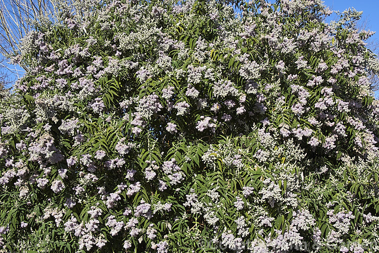 South African. Sage. Wood (<i>Buddleja salviifolia</i>), an evergreen, late winter- to early spring-flowering shrub native to southern and eastern Africa. Its ease of cultivation, early flowering and tendency to have occasional flowerheads throughout the year make this species an important nectar source for butterflies and bees, even though it can be somewhat invasive. buddleja-2053htm'>Buddleja. <a href='scrophulariaceae-plant-family-photoshtml'>Scrophulariaceae</a>.