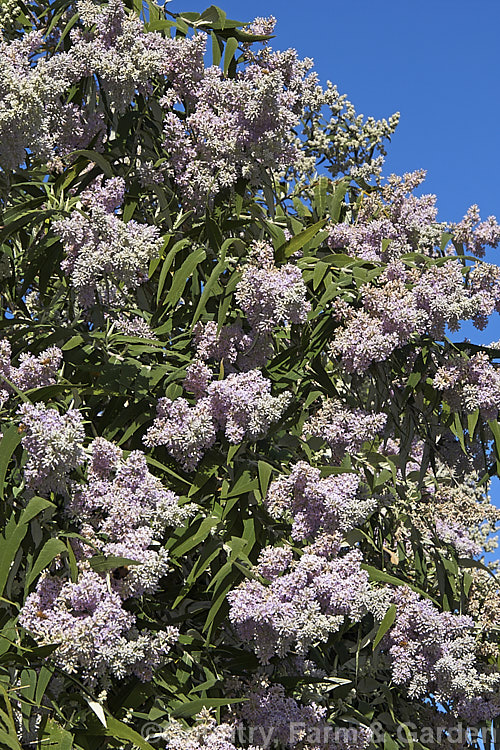 South African. Sage. Wood (<i>Buddleja salviifolia</i>), an evergreen, late winter- to early spring-flowering shrub native to southern and eastern Africa. Its ease of cultivation, early flowering and tendency to have occasional flowerheads throughout the year make this species an important nectar source for butterflies and bees, even though it can be somewhat invasive. buddleja-2053htm'>Buddleja. <a href='scrophulariaceae-plant-family-photoshtml'>Scrophulariaceae</a>.