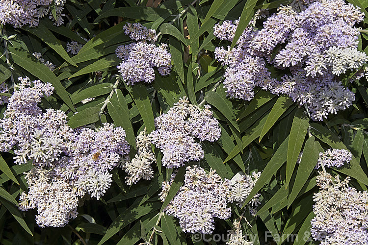 South African. Sage. Wood (<i>Buddleja salviifolia</i>), an evergreen, late winter- to early spring-flowering shrub native to southern and eastern Africa. Its ease of cultivation, early flowering and tendency to have occasional flowerheads throughout the year make this species an important nectar source for butterflies and bees, even though it can be somewhat invasive. buddleja-2053htm'>Buddleja. <a href='scrophulariaceae-plant-family-photoshtml'>Scrophulariaceae</a>.