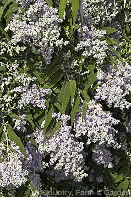 South African. Sage. Wood (<i>Buddleja salviifolia</i>), an evergreen, late winter- to early spring-flowering shrub native to southern and eastern Africa. Its ease of cultivation, early flowering and tendency to have occasional flowerheads throughout the year make this species an important nectar source for butterflies and bees, even though it can be somewhat invasive. buddleja-2053htm'>Buddleja. <a href='scrophulariaceae-plant-family-photoshtml'>Scrophulariaceae</a>.