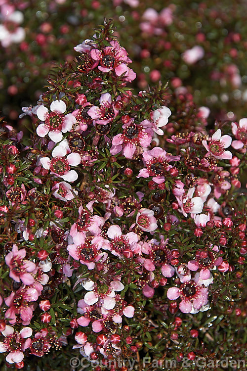 Leptospermum scoparium 'Huia' (syn 'Nanum Huia'), one of the dwarf cultivars of the so-called bird series of manuka, all of which are named after New Zealand native birds. It grows to around 45cm high and wide