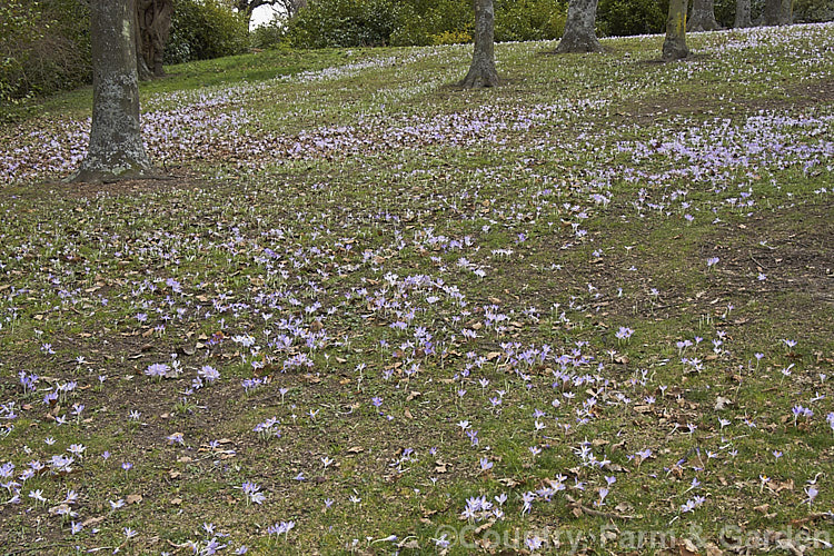 Massed spring crocuses on a hillside. This common early spring crocus (<i>Crocus vernus subsp. vernus</i>), is a native of Italy, Austria and eastern Europe and is a parent of many garden cultivars and hybrids. Its flower stems are up to 15cm tall crocus-2227htm'>Crocus.