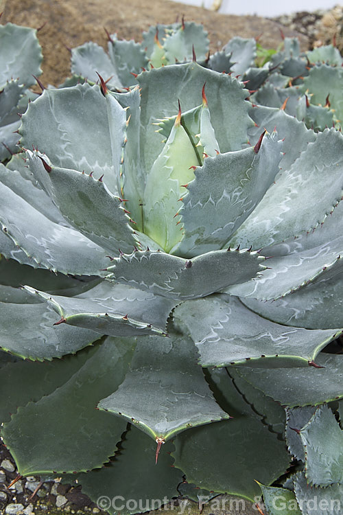 Butterfly Agave (<i>Agave potatorum</i>), a blue-grey. Mexican succulent that develops into a foliage rosette with spine-tipped and edged leaves up to 40cm long. Despite its fairly small size it can produce an inflorescence up to 5m tall, with greenish yellow flowers opening from purple-red buds. The rosette dies after flowering. Order: Asparagales, Family: Asparagaceae