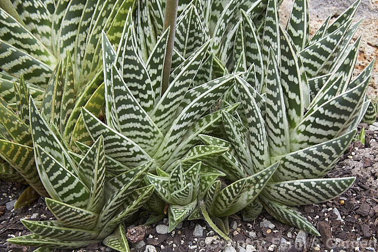 Partridge. Breast. Aloe or Kanniedood. Aloe (<i>Aloe variegata</i>), a small, densely clumping succulent native to Namibia and nearby parts of South Africa. In winter and spring it produces 30cm high, unbranched inflorescences of 4cm long coral pink to red flowers. Order: Asparagales, Family: Asphodelaceae