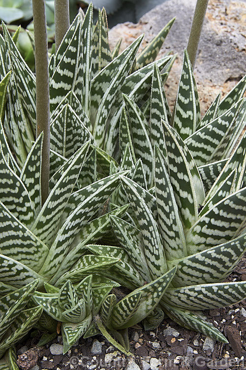 Partridge. Breast. Aloe or Kanniedood. Aloe (<i>Aloe variegata</i>), a small, densely clumping succulent native to Namibia and nearby parts of South Africa. In winter and spring it produces 30cm high, unbranched inflorescences of 4cm long coral pink to red flowers. Order: Asparagales, Family: Asphodelaceae