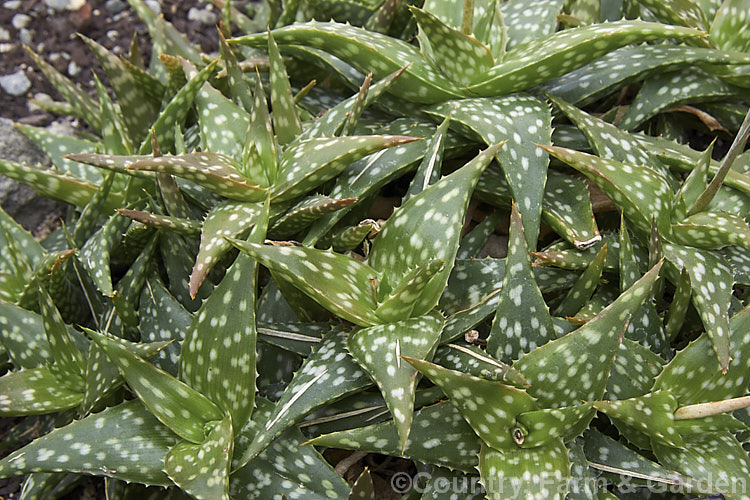 Aloe jucunda, a small, clump-forming succulent native to Somalia. Its white-tipped pink flowers are up to 2cm long and are borne on an unbranched inflorescence around 30cm tall Order: Asparagales, Family: Asphodelaceae