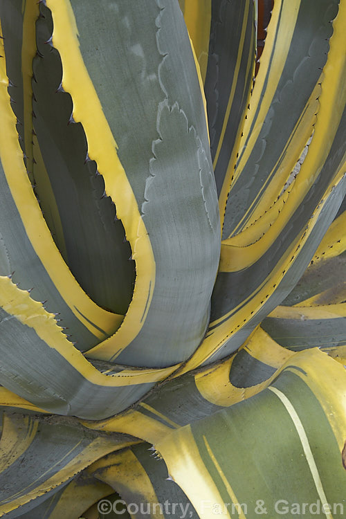 <i>Agave americana</i> 'Marginata', a variegated foliage form of a large monocarpic succulent native to eastern Mexico 'Marginata' can be recognised by the broad yellow margins of its foliage. Order: Asparagales, Family: Asparagaceae