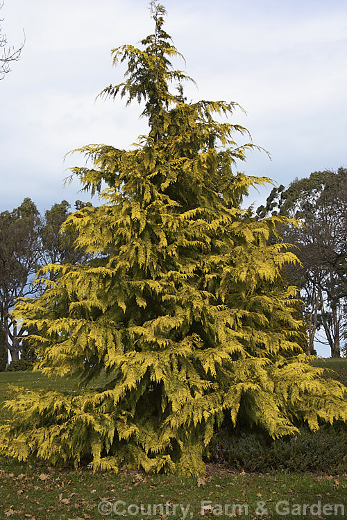 Chamaecyparis lawsoniana 'SouthernGold', an especially bright golden-foliaged cultivar of the Lawson cypress from western North America. It has a strongly conical growth habit and can grow to over 20m tall chamaecyparis-2076htm'>Chamaecyparis. Order: Pinales, Family: Cupressaceae