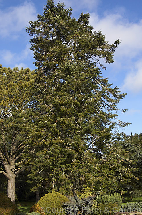 Giant Fir or Grand Fir (<i>Abies grandis</i>), a fast-growing conifer from northwestern North America. It can become a very tall (75m</i>) single-trunked tree. Cultivated specimens are often trained for multiple trunks. Order: Pinales, Family: Pinaceae