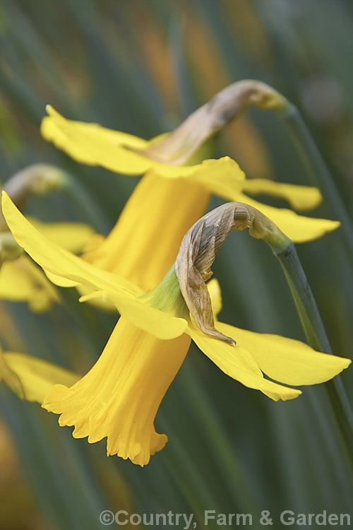 Narcissus 'FebruaryGold', a groups 6. Narcissus cyclamineus x Narcissus pseudonarcissus hybrid raised by de Graf of Holland in 1923. It blooms early and usually naturalises well. Order: Asparagales, Family: Amaryllidaceae