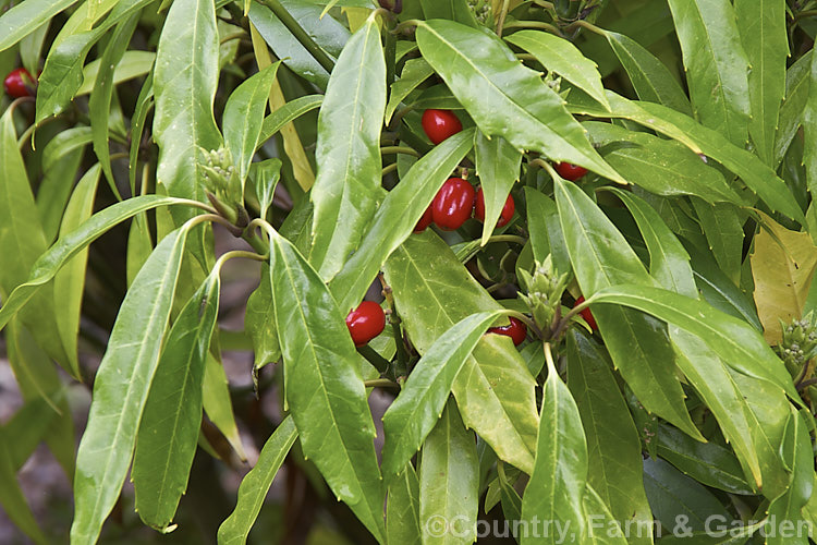 Aucuba japonica 'Salicifolia', often differing little from the typical female form of this Japanese evergreen shrub, 'Salicifolia' sometimes produces particularly narrow leaves. aucuba-2280htm'>Aucuba. <a href='garryaceae-plant-family-photoshtml'>Garryaceae</a>.