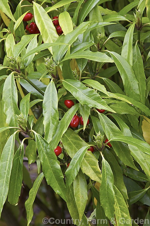 Aucuba japonica 'Salicifolia', often differing little from the typical female form of this Japanese evergreen shrub, 'Salicifolia' sometimes produces particularly narrow leaves. aucuba-2280htm'>Aucuba. <a href='garryaceae-plant-family-photoshtml'>Garryaceae</a>.