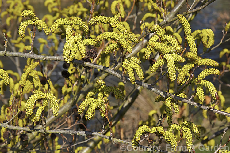 The just opening catkins of Yashabushi (<i>Alnus firma</i>), a large deciduous shrub or tree up to 15m tall. Native to Japan, it is notable for its finely downy foliage and late winter- to spring-borne catkins. The cones of this plant are the source of yashabushi dye, which was traditionally used to colour ivory. alnus-2121htm'>Alnus. <a href='betulaceae-plant-family-photoshtml'>Betulaceae</a>.