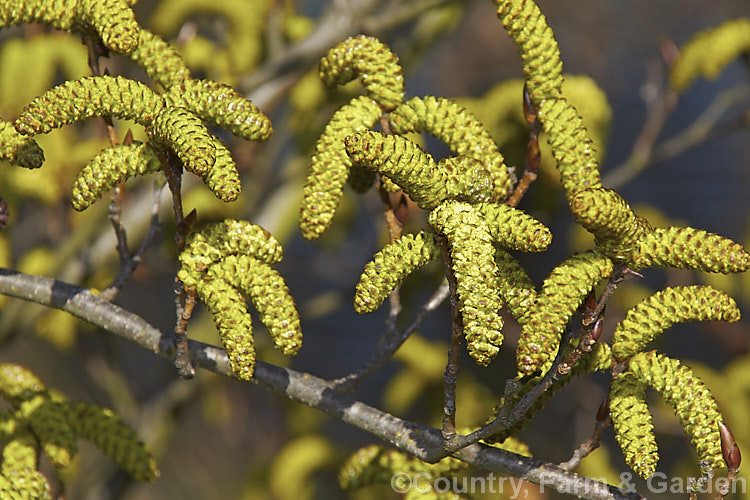 The just opening catkins of Yashabushi (<i>Alnus firma</i>), a large deciduous shrub or tree up to 15m tall. Native to Japan, it is notable for its finely downy foliage and late winter- to spring-borne catkins. The cones of this plant are the source of yashabushi dye, which was traditionally used to colour ivory. alnus-2121htm'>Alnus. <a href='betulaceae-plant-family-photoshtml'>Betulaceae</a>.