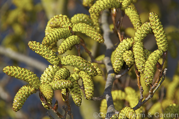 The just opening catkins of Yashabushi (<i>Alnus firma</i>), a large deciduous shrub or tree up to 15m tall. Native to Japan, it is notable for its finely downy foliage and late winter- to spring-borne catkins. The cones of this plant are the source of yashabushi dye, which was traditionally used to colour ivory. alnus-2121htm'>Alnus. <a href='betulaceae-plant-family-photoshtml'>Betulaceae</a>.