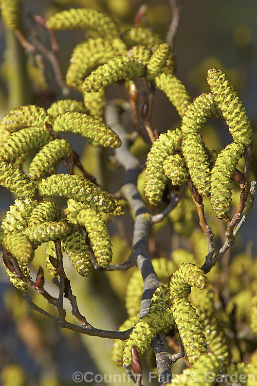 The just opening catkins of Yashabushi (<i>Alnus firma</i>), a large deciduous shrub or tree up to 15m tall. Native to Japan, it is notable for its finely downy foliage and late winter- to spring-borne catkins. The cones of this plant are the source of yashabushi dye, which was traditionally used to colour ivory. alnus-2121htm'>Alnus. <a href='betulaceae-plant-family-photoshtml'>Betulaceae</a>.