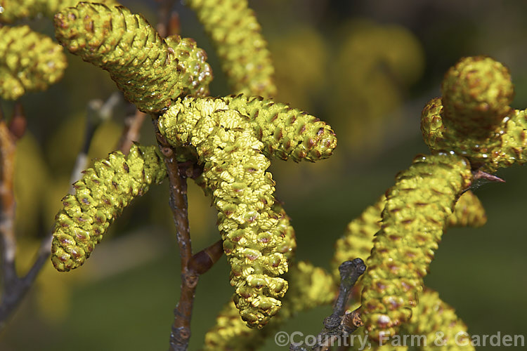 The just opening catkins of Yashabushi (<i>Alnus firma</i>), a large deciduous shrub or tree up to 15m tall. Native to Japan, it is notable for its finely downy foliage and late winter- to spring-borne catkins. The cones of this plant are the source of yashabushi dye, which was traditionally used to colour ivory. alnus-2121htm'>Alnus. <a href='betulaceae-plant-family-photoshtml'>Betulaceae</a>.