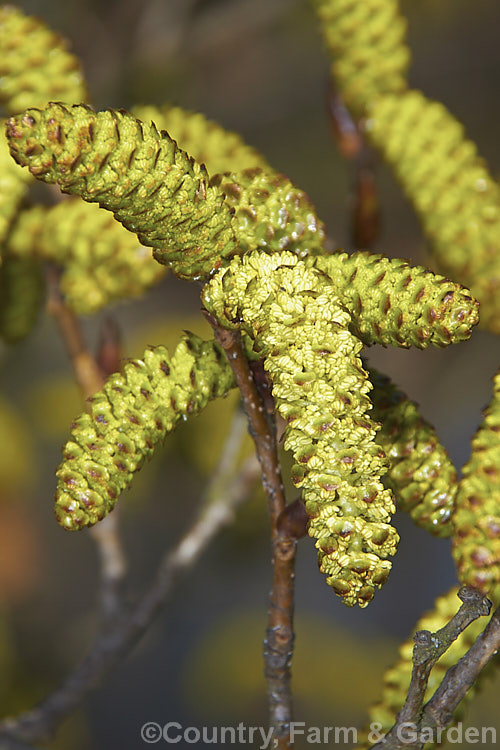 The just opening catkins of Yashabushi (<i>Alnus firma</i>), a large deciduous shrub or tree up to 15m tall. Native to Japan, it is notable for its finely downy foliage and late winter- to spring-borne catkins. The cones of this plant are the source of yashabushi dye, which was traditionally used to colour ivory. alnus-2121htm'>Alnus. <a href='betulaceae-plant-family-photoshtml'>Betulaceae</a>.